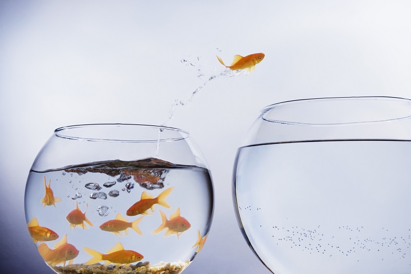 A goldfish jumping to a new bowl.